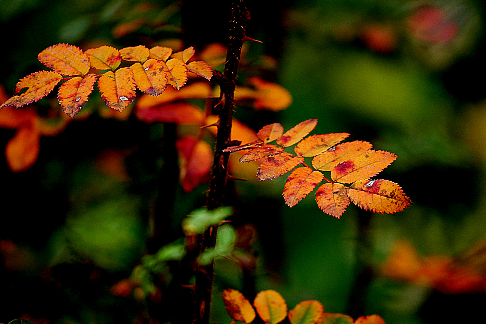 Herbstblätter 