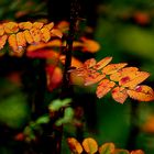 Herbstblätter 