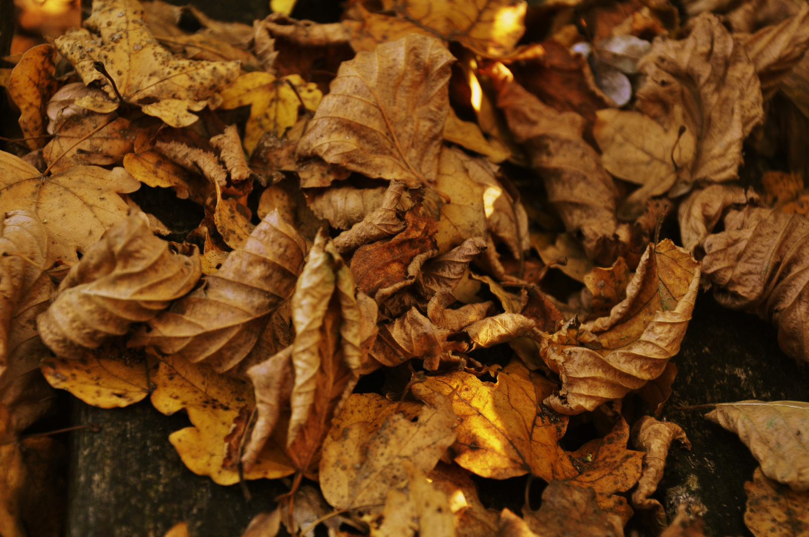 ...HERBSTBLÄTTER....