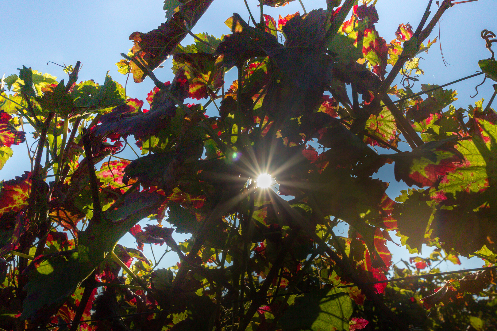 Herbstblätter