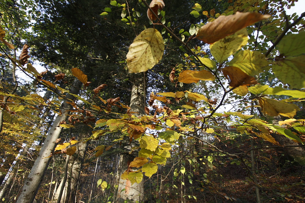 Herbstblätter