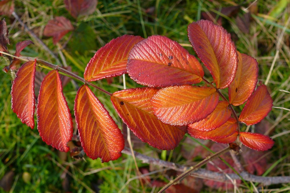 Herbstblätter