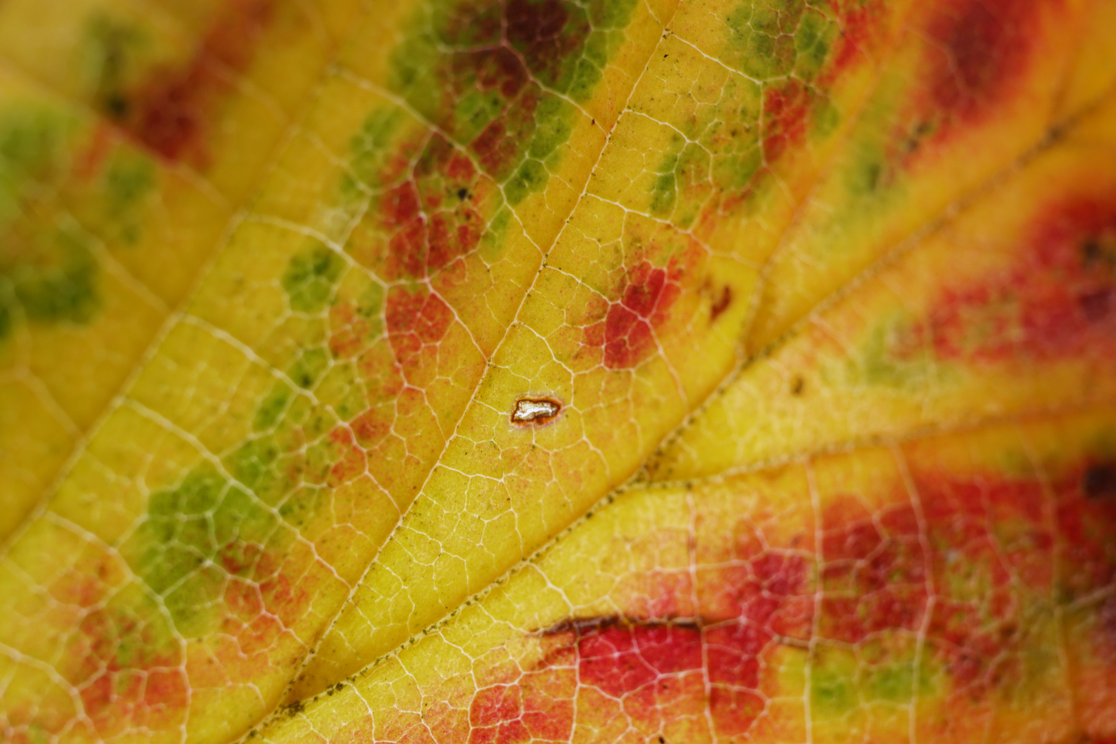 Herbstblätter