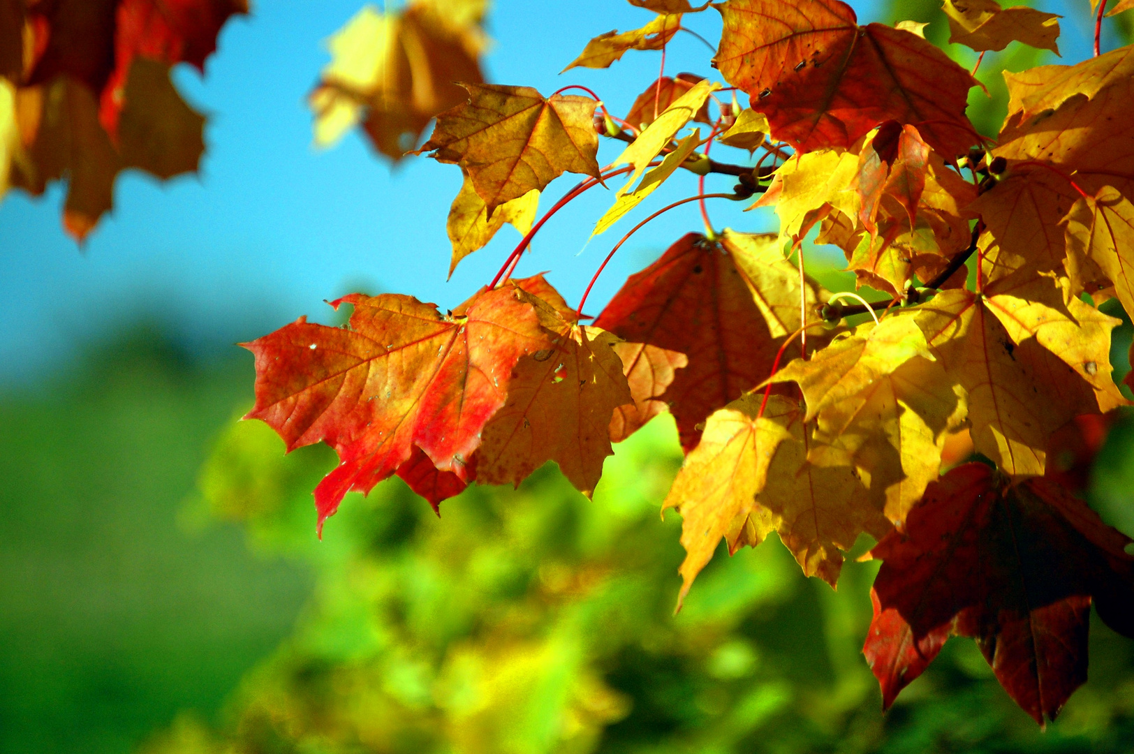 Herbstblätter