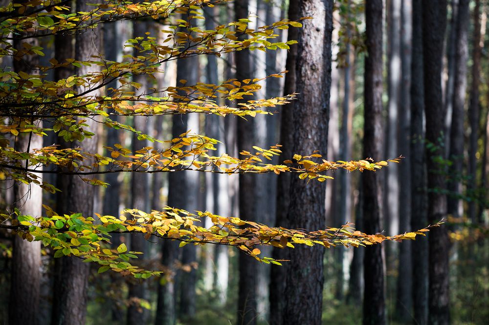 Herbstblätter