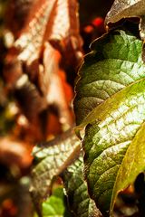 Herbstblätter