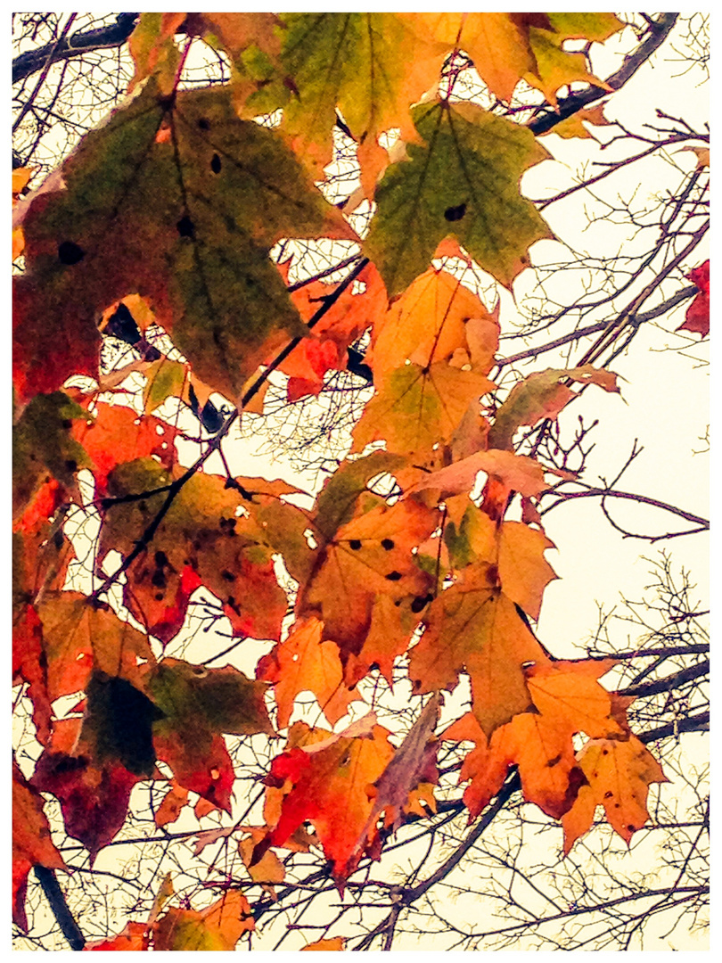 Herbstblätter