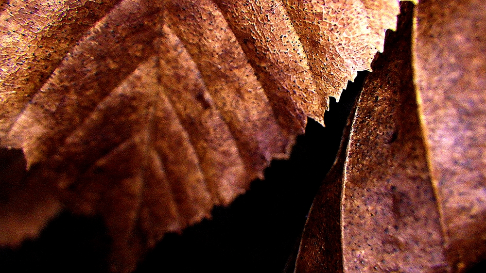 Herbstblätter