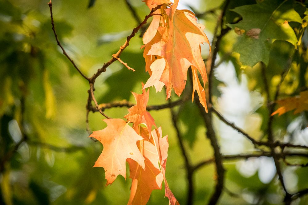 Herbstblaetter 