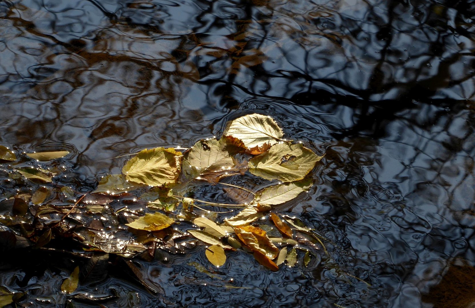 Herbstblätter