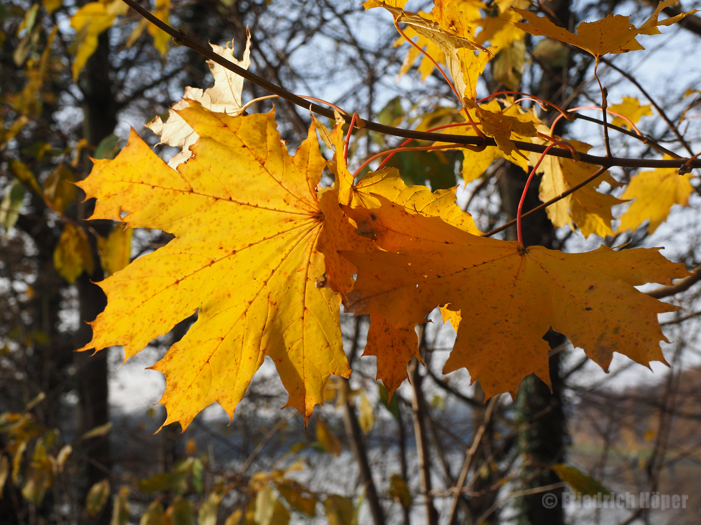 Herbstblätter