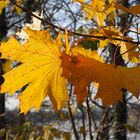 Herbstblätter