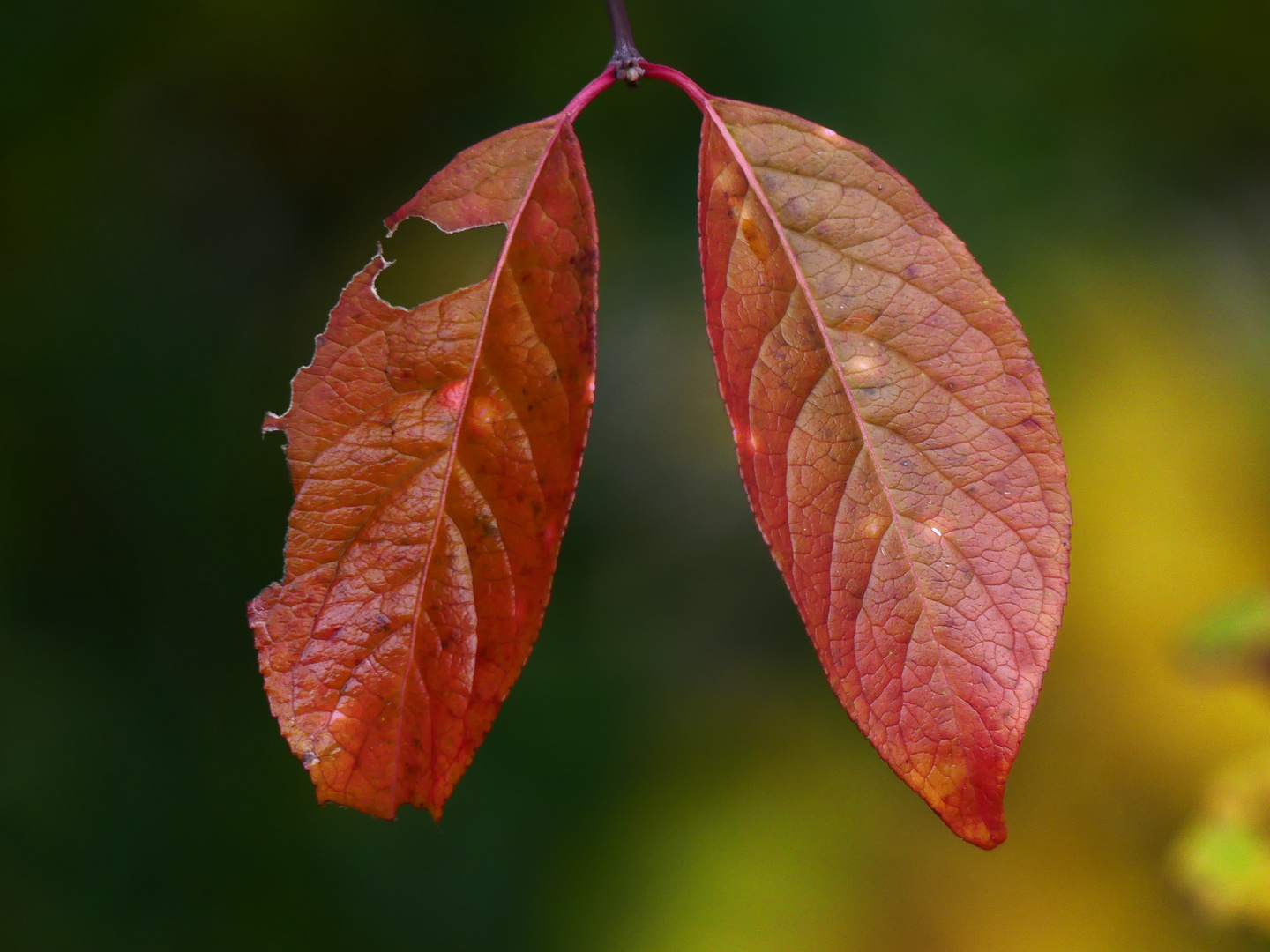 Herbstblätter