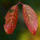 Herbstblätter