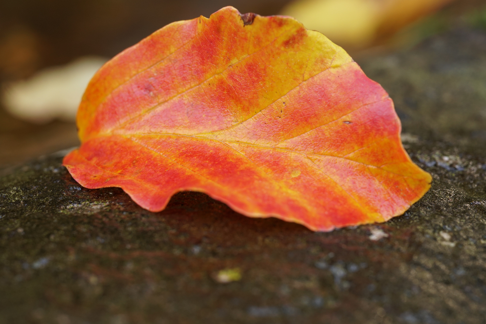 Herbstblätter