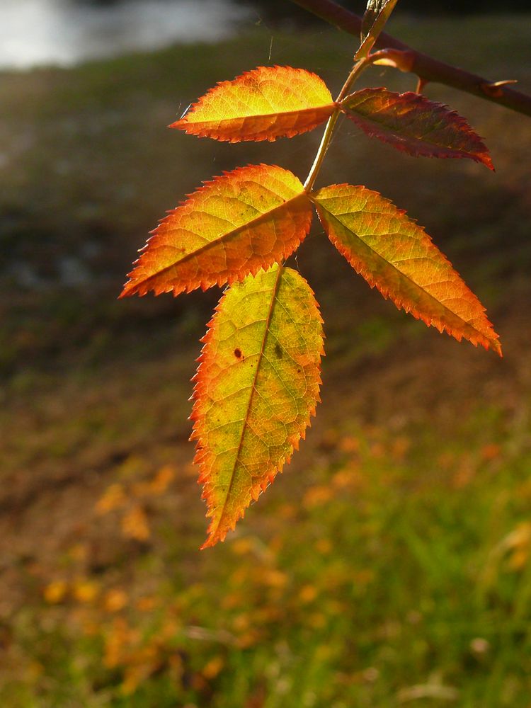 Herbstblätter