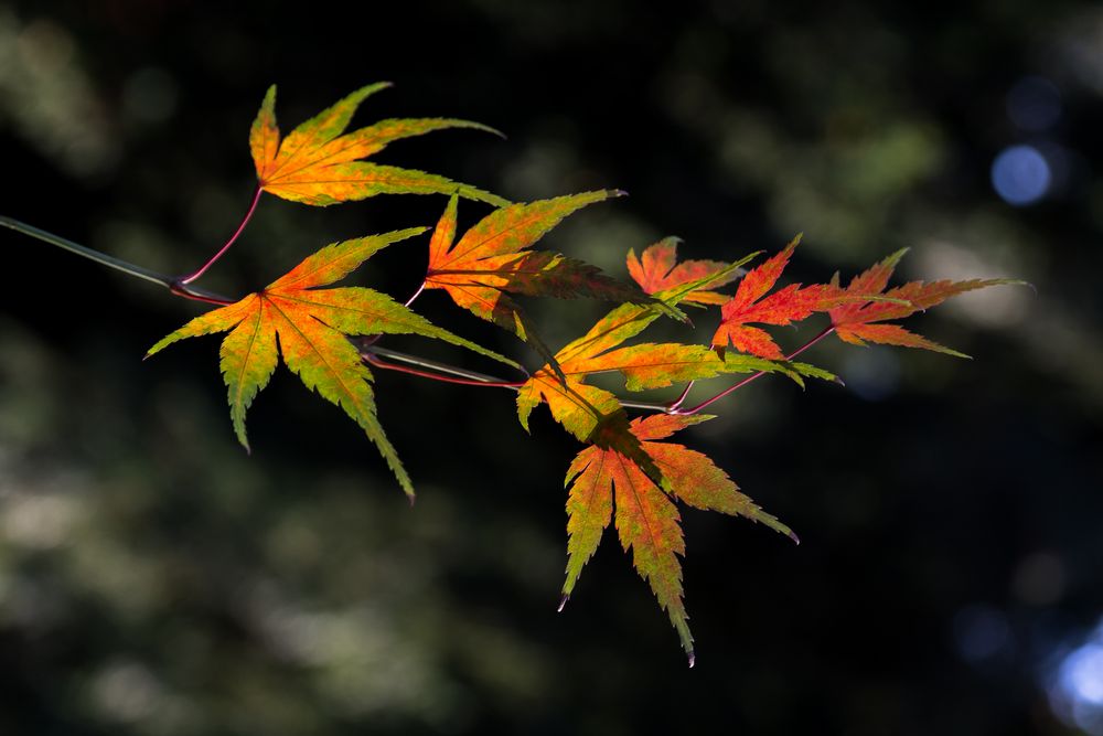 Herbstblätter