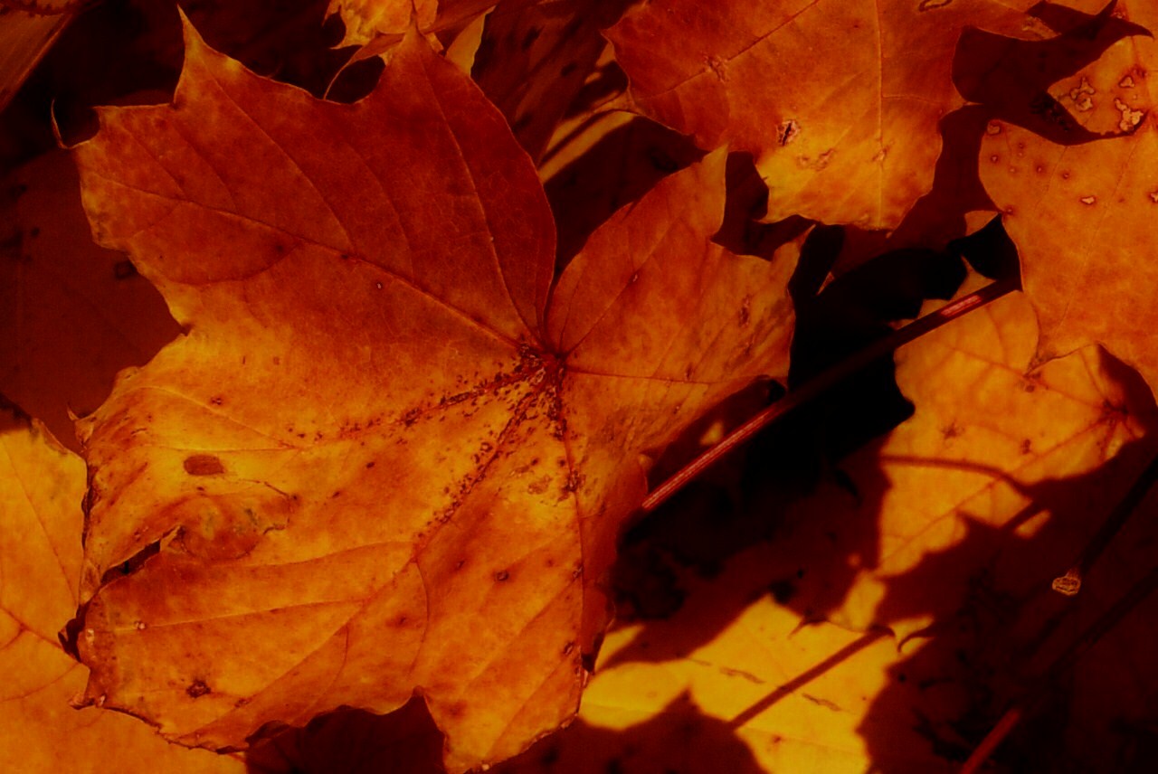....Herbstblätter