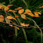 Herbstblätter