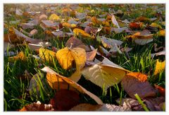 Herbstblätter