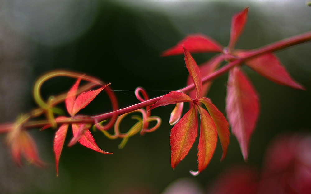 Herbstblätter...