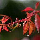 Herbstblätter...