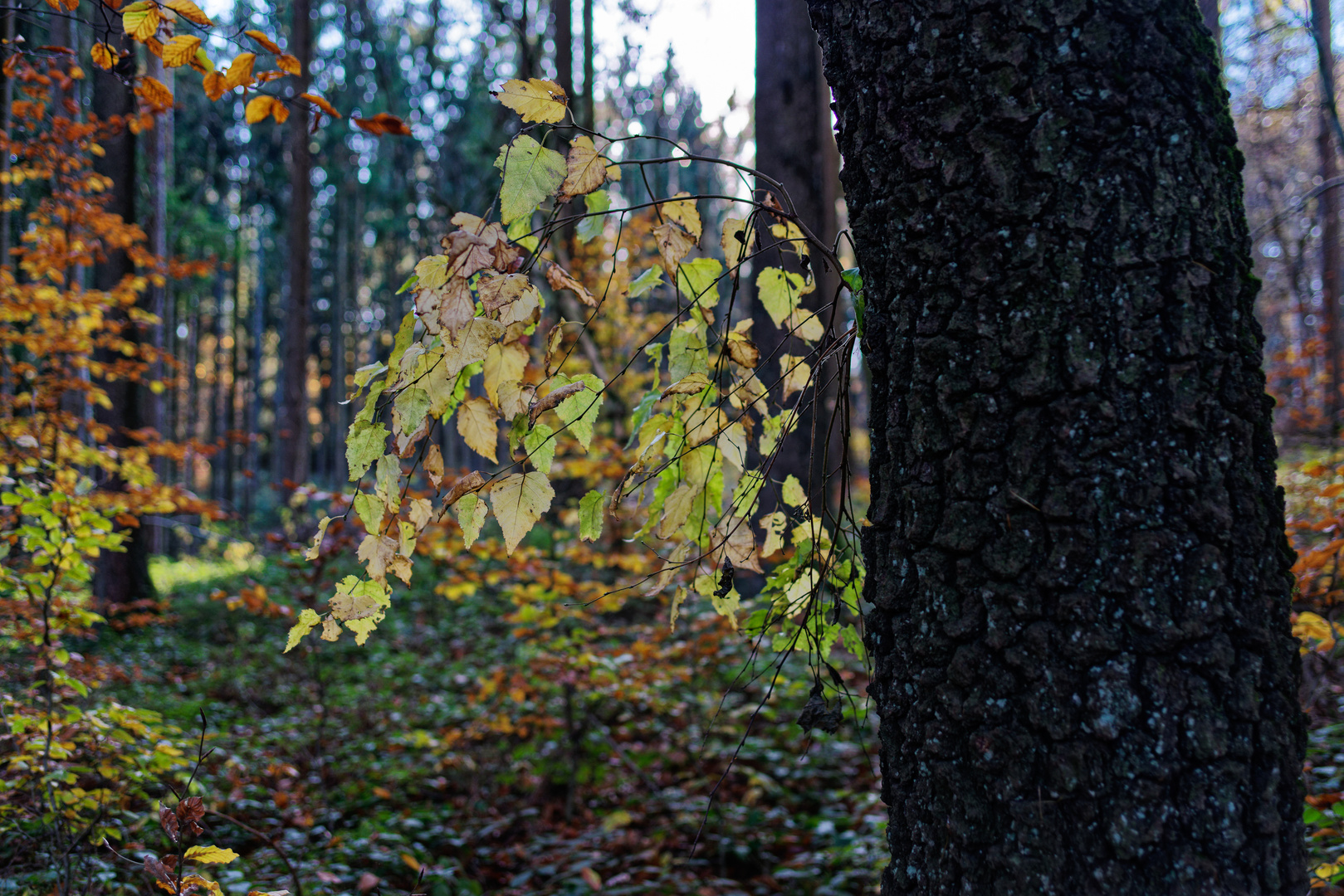 Herbstblätter