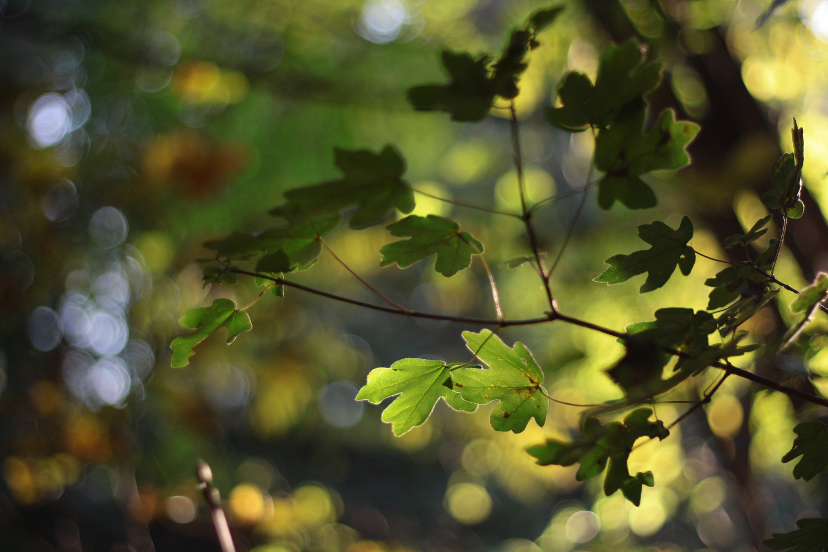 herbstblätter