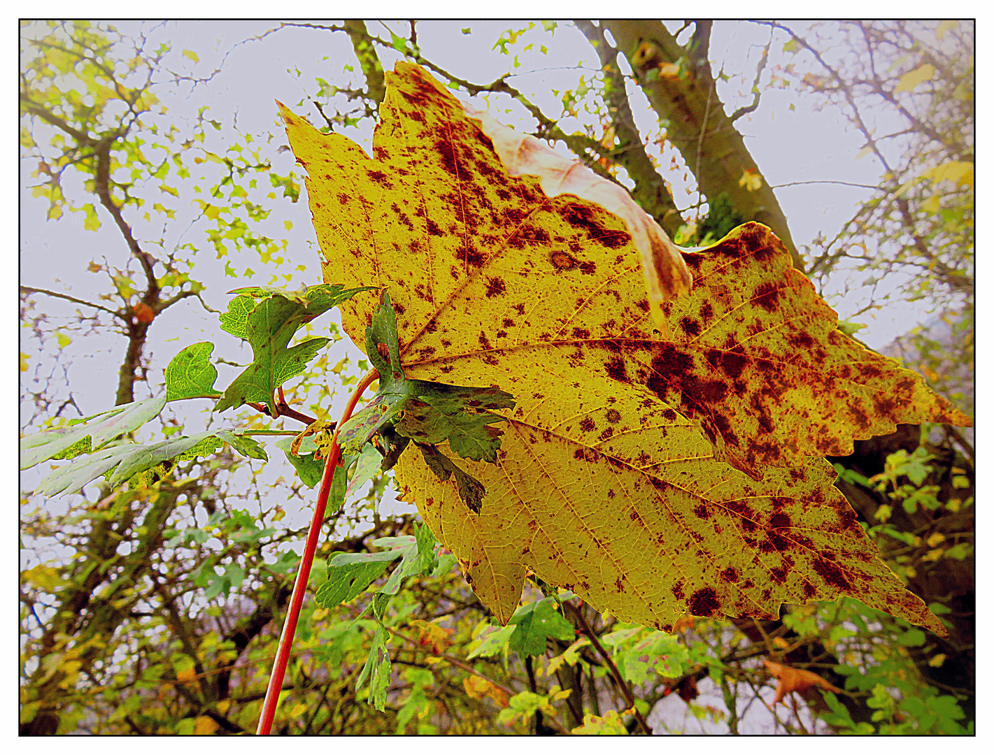 Herbstblätter