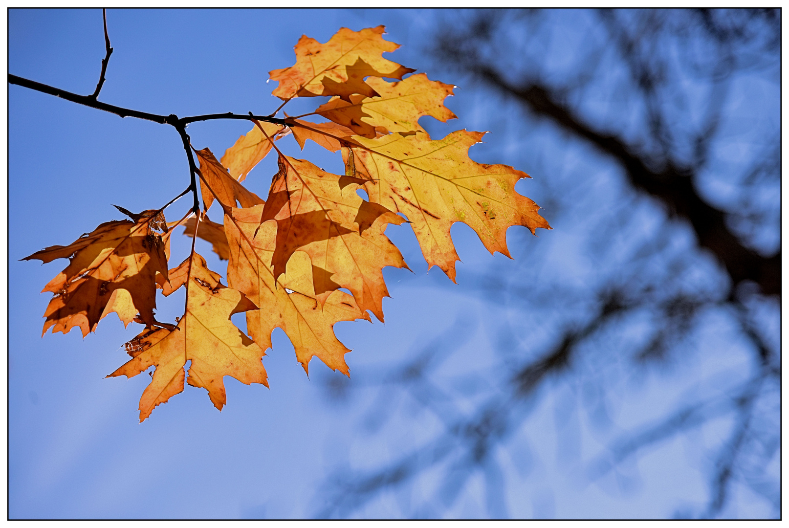 Herbstblätter