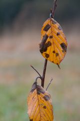 Herbstblätter