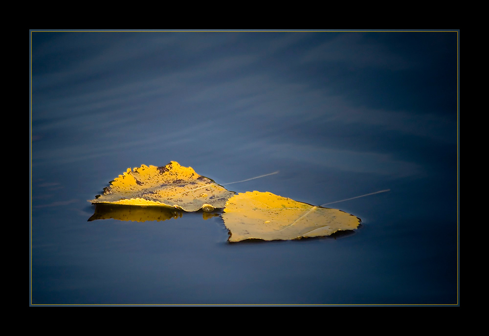 Herbstblätter