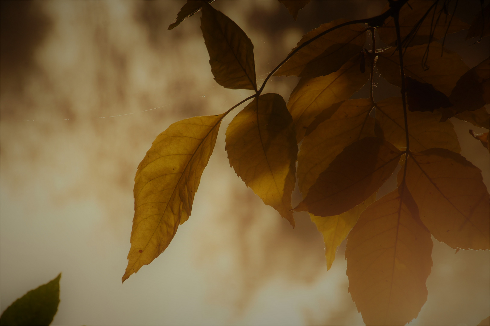 Herbstblätter