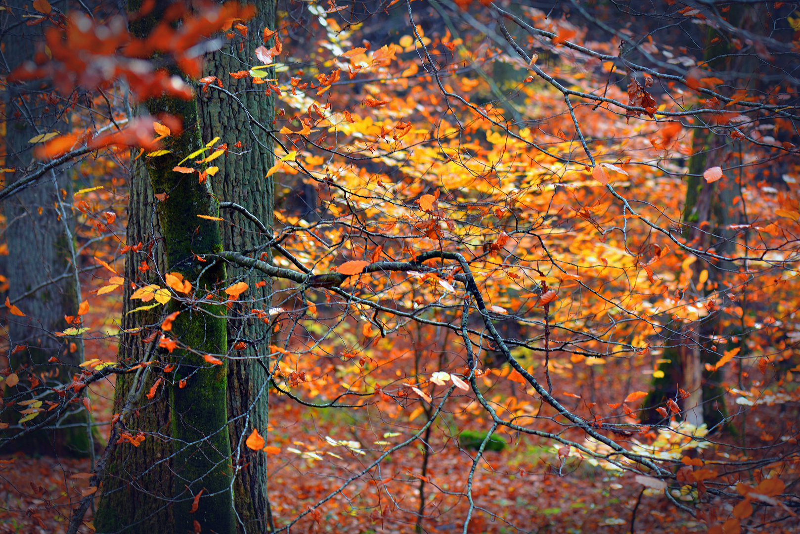 Herbstblätter