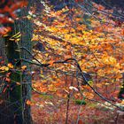 Herbstblätter