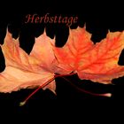 Herbstblätter