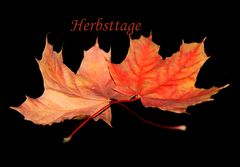 Herbstblätter