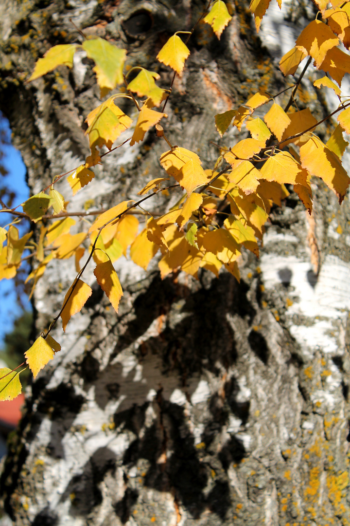 Herbstblätter