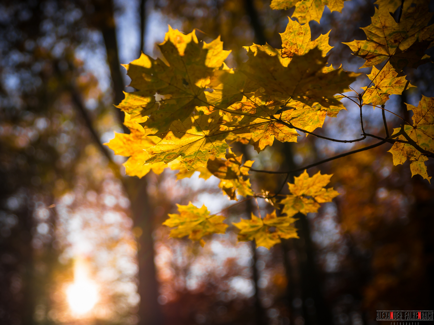 Herbstblätter