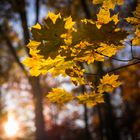 Herbstblätter