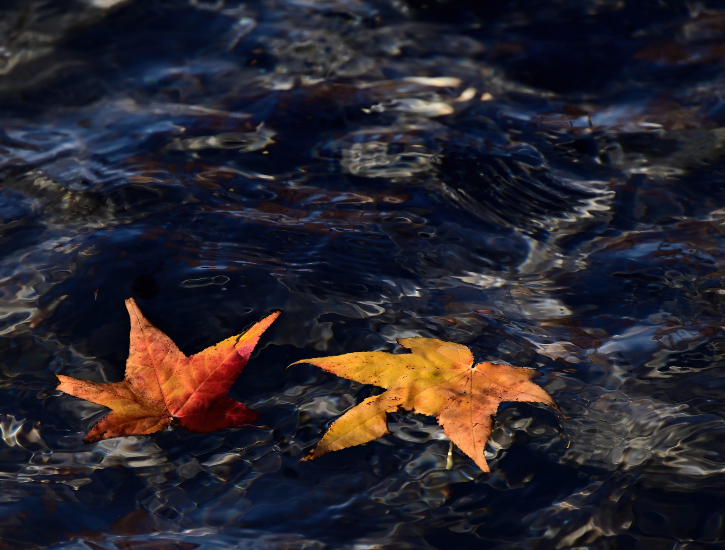 Herbstblätter