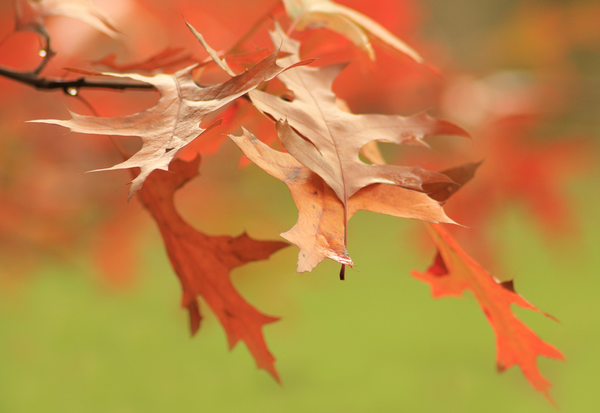 Herbstblätter