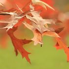 Herbstblätter