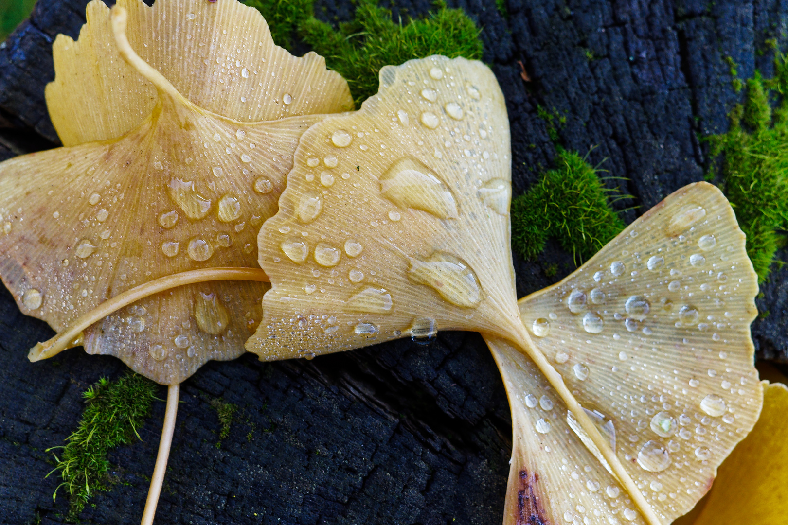 Herbstblätter