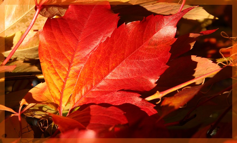 herbstblätter