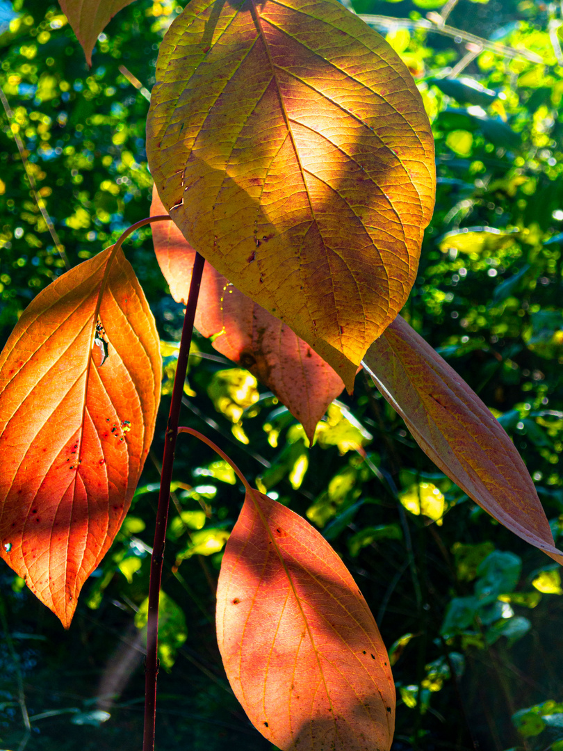 Herbstblaetter