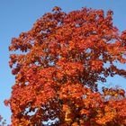 Herbstblätter