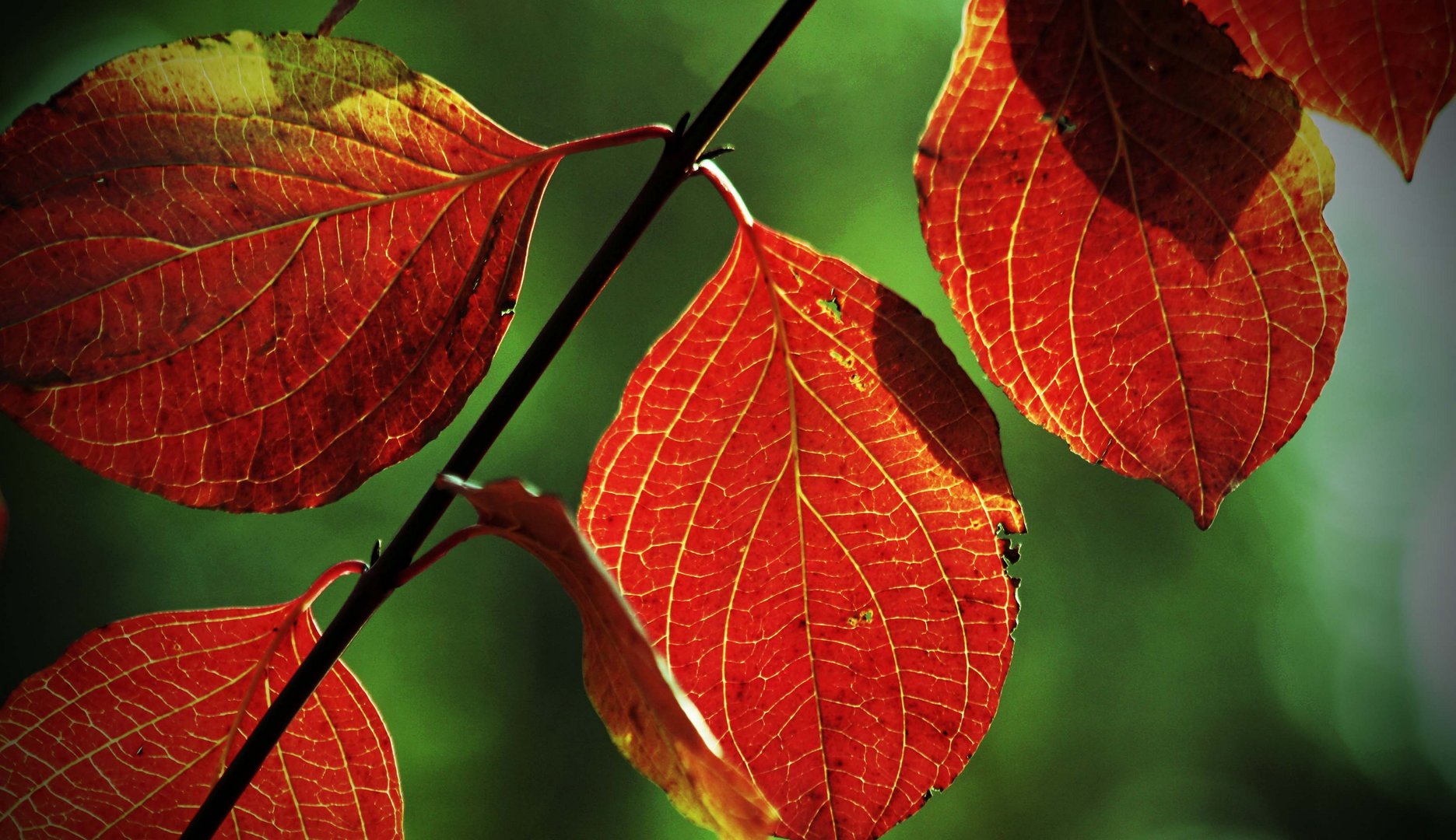 Herbstblätter