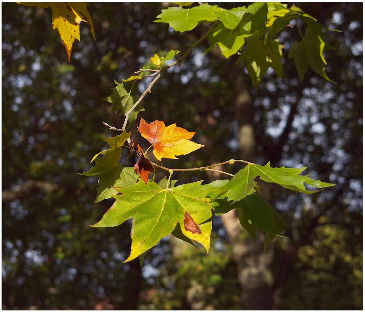 Herbstblätter