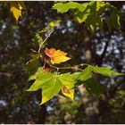 Herbstblätter